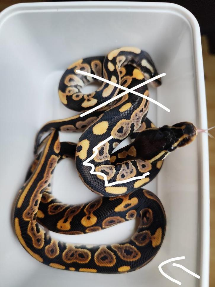 1.0 Cinnamon 100% het. DG Koningspython, Dieren en Toebehoren, Reptielen en Amfibieën, Slang, 0 tot 2 jaar, Tam