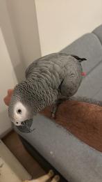 Gabonese grijs, Dieren en Toebehoren, Vogels | Parkieten en Papegaaien, Mannelijk, Papegaai, Pratend