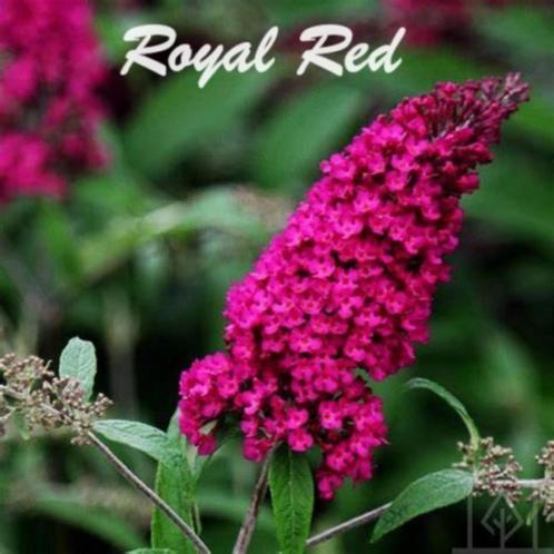 VLINDERSTRUIKEN / VLINDERBLOEMEN O.A. "ROYAL RED" (WIJNROOD), Tuin en Terras, Planten | Struiken en Hagen, Struik, Vlinderstruik