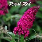 VLINDERSTRUIKEN / VLINDERBLOEMEN O.A. "ROYAL RED" (WIJNROOD), Jardin & Terrasse, Plantes | Arbustes & Haies, Moins de 100 cm, Enlèvement ou Envoi