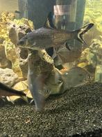!!MOET WEG!! Hoekaquarium met visbestand over te nemen, Dieren en Toebehoren, Vissen | Aquariumvissen