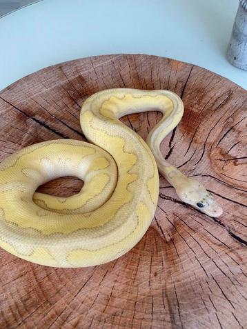 1.0 Super Pastel Lesser Clown Python Regius  ‘23