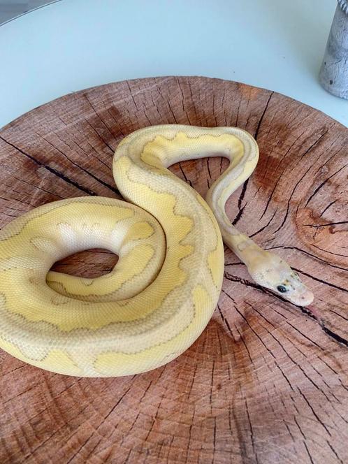 1.0 Super Pastel Lesser Clown Python Regius  ‘23, Animaux & Accessoires, Reptiles & Amphibiens, Serpent, 0 à 2 ans, Domestique