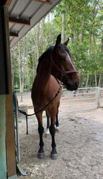 Lieve, betrouwbare ruin, Ruin, 165 tot 170 cm, 3 tot 6 jaar