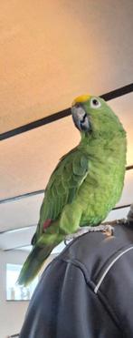 Geel voorhoofd amazone handtam, Dieren en Toebehoren, Vogels | Parkieten en Papegaaien, Mannelijk