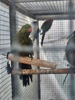 Koppel bergparkieten pop met dna, Dieren en Toebehoren