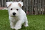 West Highland white terriër pups, Dieren en Toebehoren, Honden | Jack Russells en Terriërs, België, Overige rassen, CDV (hondenziekte)