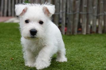West Highland white terriër pups  beschikbaar voor biedingen