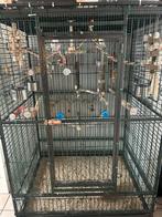 Papegaaikooi met valkparkiet en koppel grasparkieten, Enlèvement, Utilisé