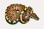 0.1 ball python - spotnose redstripe het clown, Dieren en Toebehoren, Slang, 0 tot 2 jaar