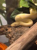Zeer groot terrarium met boa constrictor slang, Dieren en Toebehoren, Reptielen en Amfibieën, Slang, Met terrarium, 0 tot 2 jaar