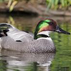 sikkeleend @ paradijshof, Plusieurs animaux, Canard