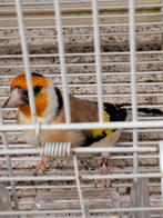 Distelvink (putter), Dieren en Toebehoren, Vogels | Overige Vogels, Mannelijk, Wildzangvogel, Geringd