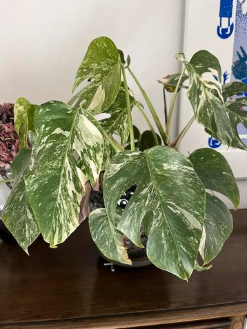 Monstera variegata beschikbaar voor biedingen