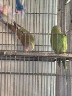 Perruches Tête de prune, Animaux & Accessoires, Oiseaux | Perruches & Perroquets