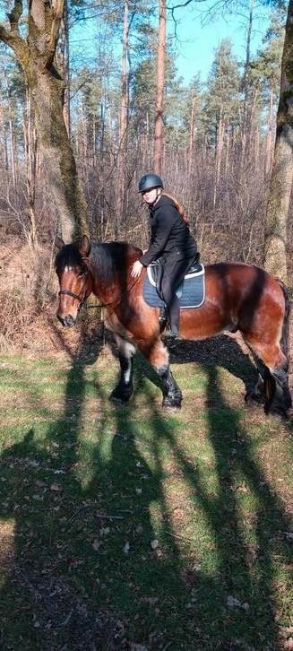 Verzorgster/ bijrijdster gezocht voor onze Simon, Dieren en Toebehoren, Paarden