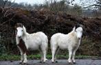 2 Minihorse étalon BMP, Dieren en Toebehoren, Pony's, Gechipt, Niet van toepassing, 0 tot 2 jaar, Hengst