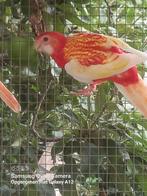 Rosella pop, Dieren en Toebehoren, Geringd