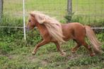 shetlandpony, Dieren en Toebehoren, Niet van toepassing, Hengst, A pony (tot 1.17m), 7 tot 10 jaar