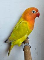 Groen Dilute/Opaline/Blauw
Fischeri Man met dna, Dieren en Toebehoren, Vogels | Parkieten en Papegaaien, Mannelijk, Dwergpapegaai of Agapornis