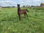 Friese stermerrie met hengstveulen vol papier, Dieren en Toebehoren, Paarden, Meerdere dieren, Minder dan 160 cm, Gechipt, 11 jaar of ouder
