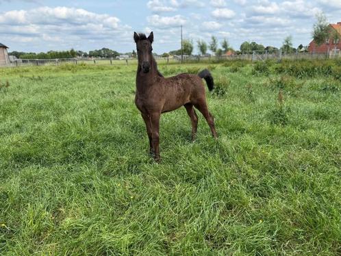 Friese stermerrie met hengstveulen drachtig van Matthys 504, Dieren en Toebehoren, Paarden, Meerdere dieren, Minder dan 160 cm