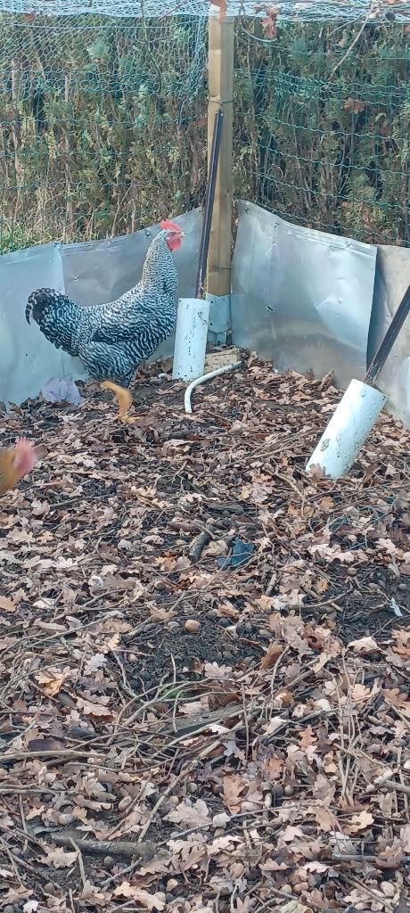 2 hanen van 1 jaar oud, Animaux & Accessoires, Volatiles