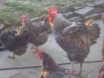 vleeskuikens mechelse koekoek van 2 weken vanaf 1.5, Dieren en Toebehoren, Pluimvee, Mannelijk, Kip