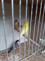 Koppel kanarie man geel duisekuif pop harlekijn 40 euro, Dieren en Toebehoren, Vogels | Kanaries