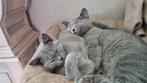Laatste Britse Korthaar Kitten (vrouwtje), Poes, Kortharig, 0 tot 2 jaar