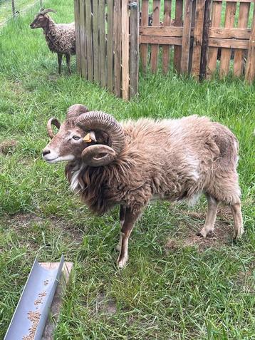 prachtige soay ram beschikbaar voor biedingen