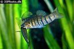 Limia Islai halfwas, Animaux & Accessoires, Poissons | Poissons d'aquarium