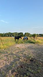 17j Ruin, Dieren en Toebehoren, Ruin, Niet van toepassing, 11 jaar of ouder, Ontwormd