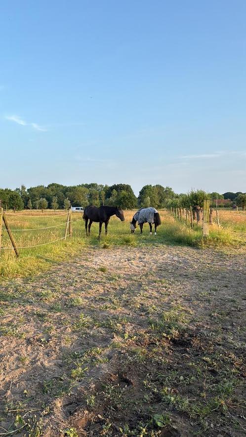 17j Ruin, Dieren en Toebehoren, Paarden, Ruin, Niet van toepassing, 165 tot 170 cm, 11 jaar of ouder, Recreatiepaard, Ontwormd