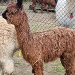 Alpaca dekhengst suri ! Prachtig stamboek, Dieren en Toebehoren, Juni, Mannelijk