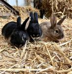 Dwergkonijntjes, Dieren en Toebehoren, Konijnen, Vrouwelijk, Dwerg, 0 tot 2 jaar
