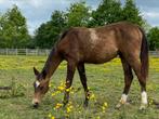 Akhal Teke jaarling merrie valk, Merrie