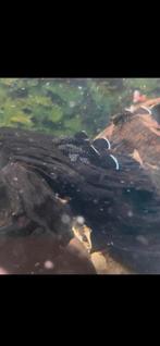 L181, Dieren en Toebehoren, Vissen | Aquariumvissen