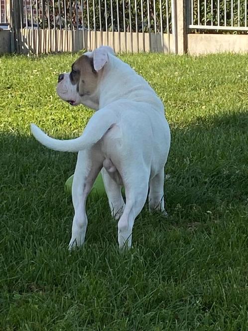 Bullog reukes, Dieren en Toebehoren, Honden | Bulldogs, Pinschers en Molossers, Reu, Bulldog, Fokker | Professioneel, Meerdere