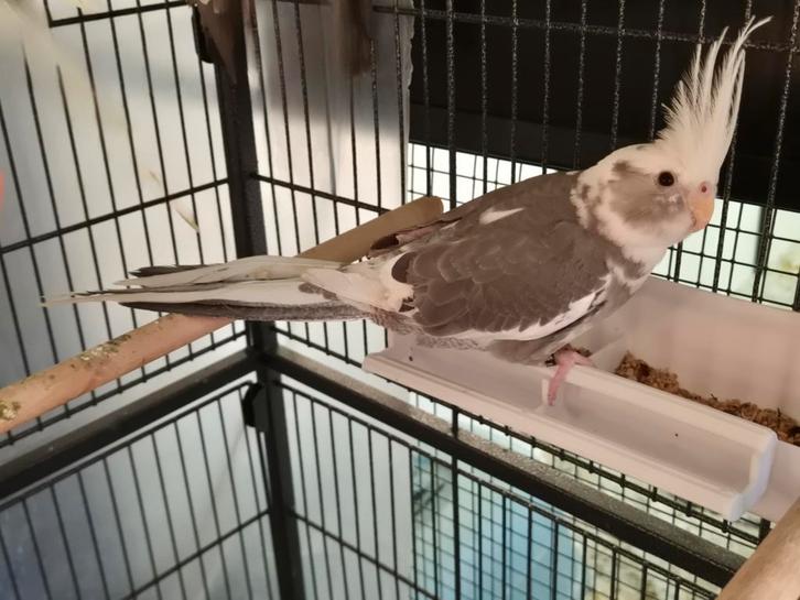 Mooie jonge valkparkieten met vaste pootring en DNA papieren, Dieren en Toebehoren, Vogels | Parkieten en Papegaaien