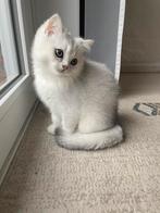 GERESERVEERD Brittse korthaar kitten is klaar voor verhuizen, Animaux & Accessoires, Chats & Chatons | Chats de race | Poil ras