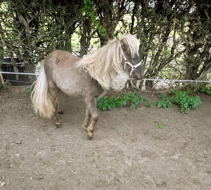 Minipaardje 75%Amerikaans,hengst Silverbay z. klein 1,5 Jr, Dieren en Toebehoren, Pony's, Hengst, Niet van toepassing, Met stamboom