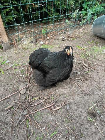 Hen cochin kriel beschikbaar voor biedingen