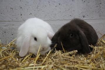 Nhd koppel beschikbaar voor biedingen