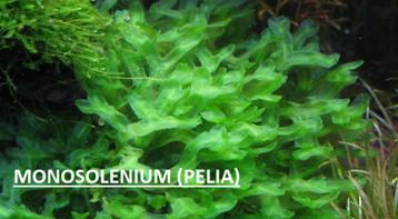 Monosolenium mousse pelia pour aquarium beschikbaar voor biedingen