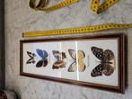 Kader met 5 vlinders- taxidermie, Verzamelen, Ophalen of Verzenden, Zo goed als nieuw