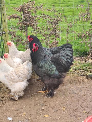 Brahma duo isabel hen en zwarte haan beschikbaar voor biedingen