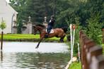 Ruin 10j te koop, Dieren en Toebehoren, Paarden, Springpaard, Gechipt, Ruin, M