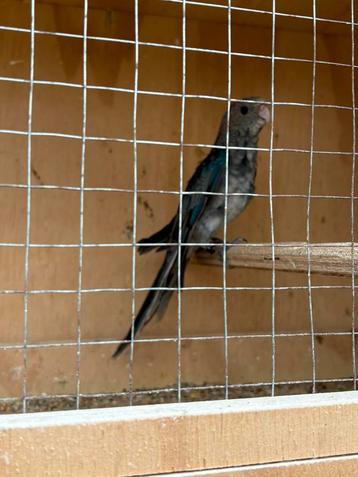 Blauwe Stanley rosella’s