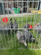 Mechelse koekoek, Dieren en Toebehoren, Pluimvee, Vrouwelijk, Kip